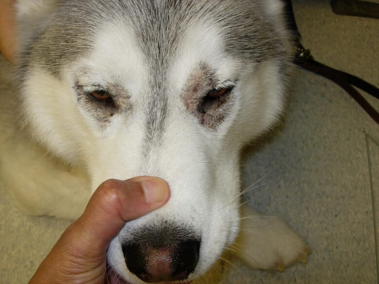 Could it be zinc-responsive dermatosis? | Veterinary Practice