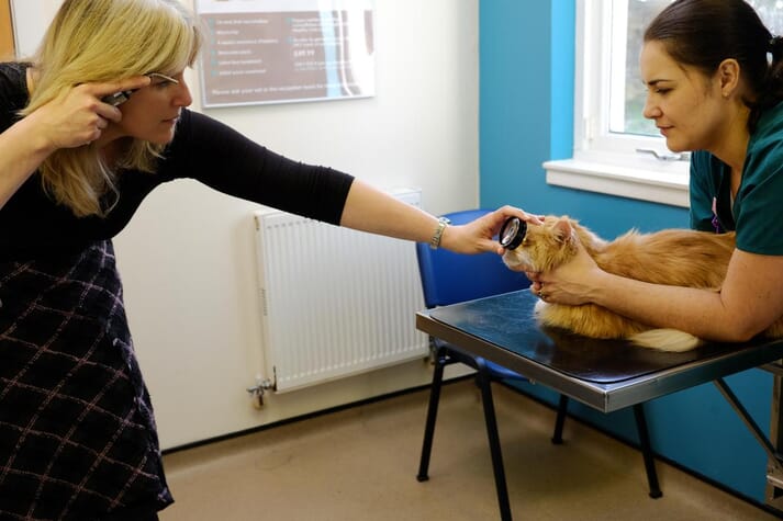 Assessing Hypertensive Cats Veterinary Practice