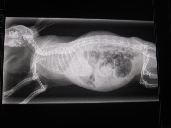 FIGURE (2) Gas throughout the gut
