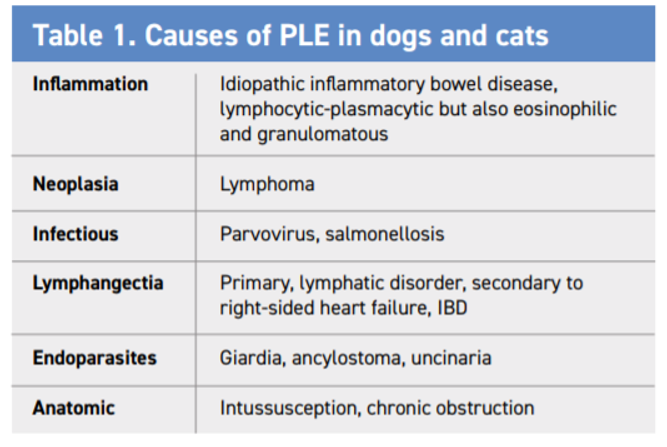 Investigating Protein Losing Enteropathy Veterinary Practice