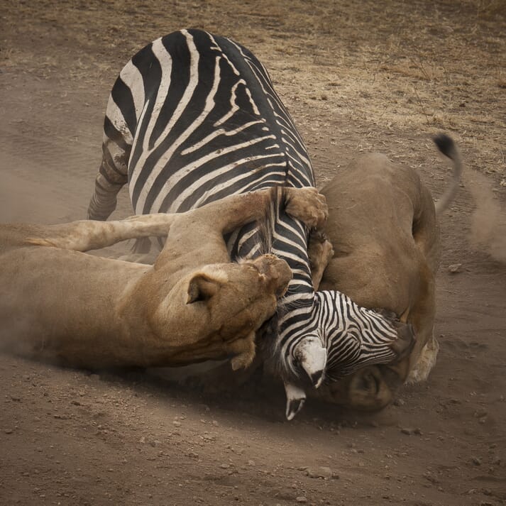 FIGURE (1) Predatory attacks may appear brutal and even slow. But is it as bad as it seems?