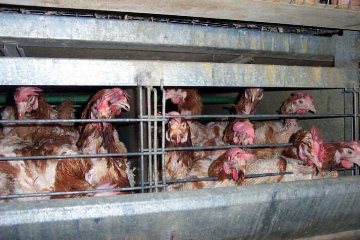 FIGURE (4) Birds confined to suffering and misery in industrial conditions for food