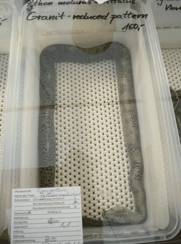 FIGURE (5) Python confined to suffering and misery in inhumane and deprived conditions for pet trade