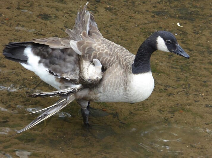 FIGURE (3) Geese must be fed properly whilst growing to avoid “angelwing”. Even in free-living individuals, poor nutrition as a gosling can cause irreparable damage to an adult – in this instance severe wing deformity in a feral Canada goose. This bird will not be able to fly and other behaviours (such as preening) will be impeded