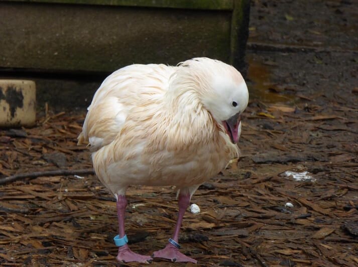 FIGURE (4) Wet feather not only affects a bird’s appearance but also its ability to stay clean, warm and waterproof. Improving husbandry and enclosure conditions can rectify this