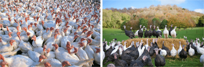 FIGURE (1) Commercial, fast-growing birds on an intensive system (left) compared to heritage breeds using their perching in open grounds on a higher-welfare farm.