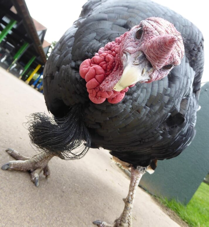FIGURE (2) Domestic turkeys retain the intelligent, curious nature of their wild ancestor. They are interested in the environment around them and should be kept stimulated to prevent boredom and aggression