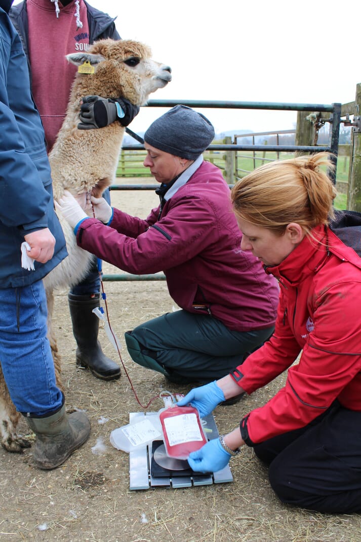 An alpaca standing for blood donation