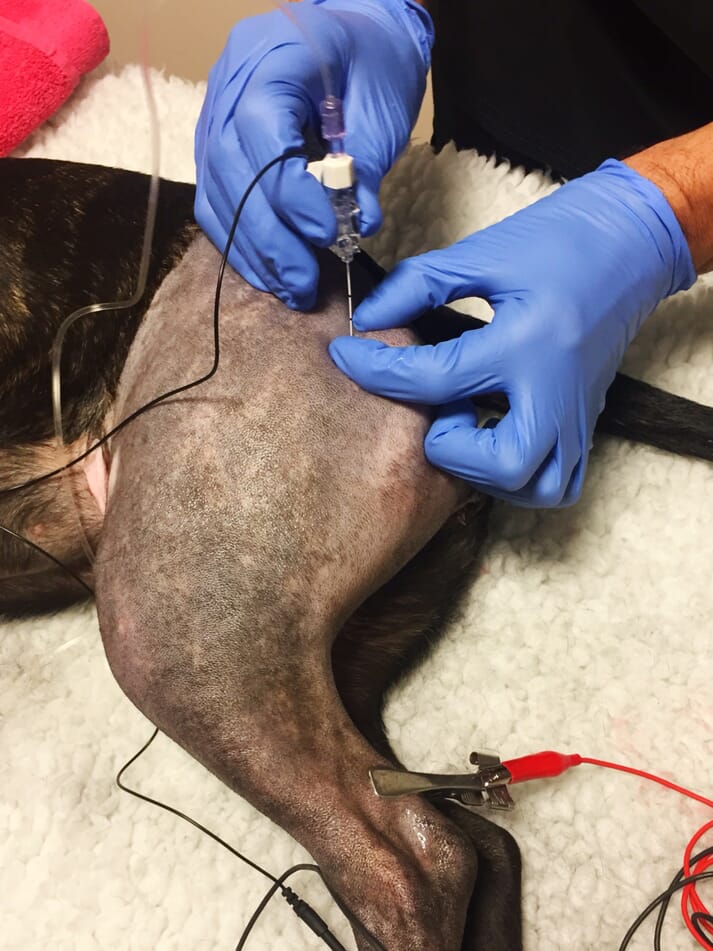 FIGURE 1 Recovery from sciatic nerve blocks has been compared to other locoregional techniques