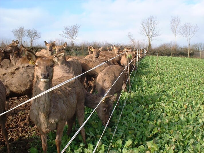 FIGURE 2 Red deer hinds are often strip grazed using a forage crop