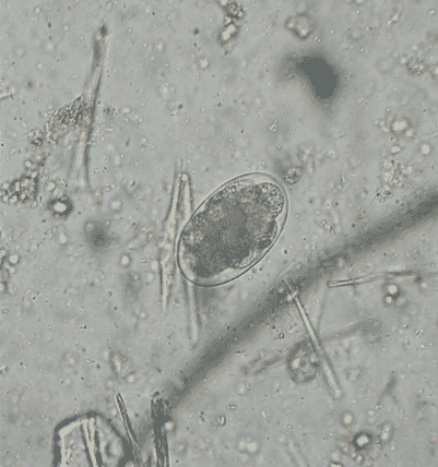FIGURE 1 Uncinaria eggs are passed in faeces and develop to third stage larvae in the environment (image courtesy of Ian Wright)
