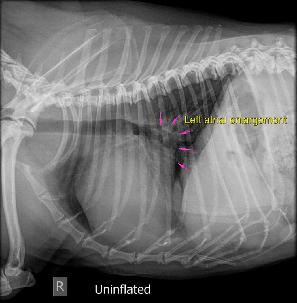 chf in dogs