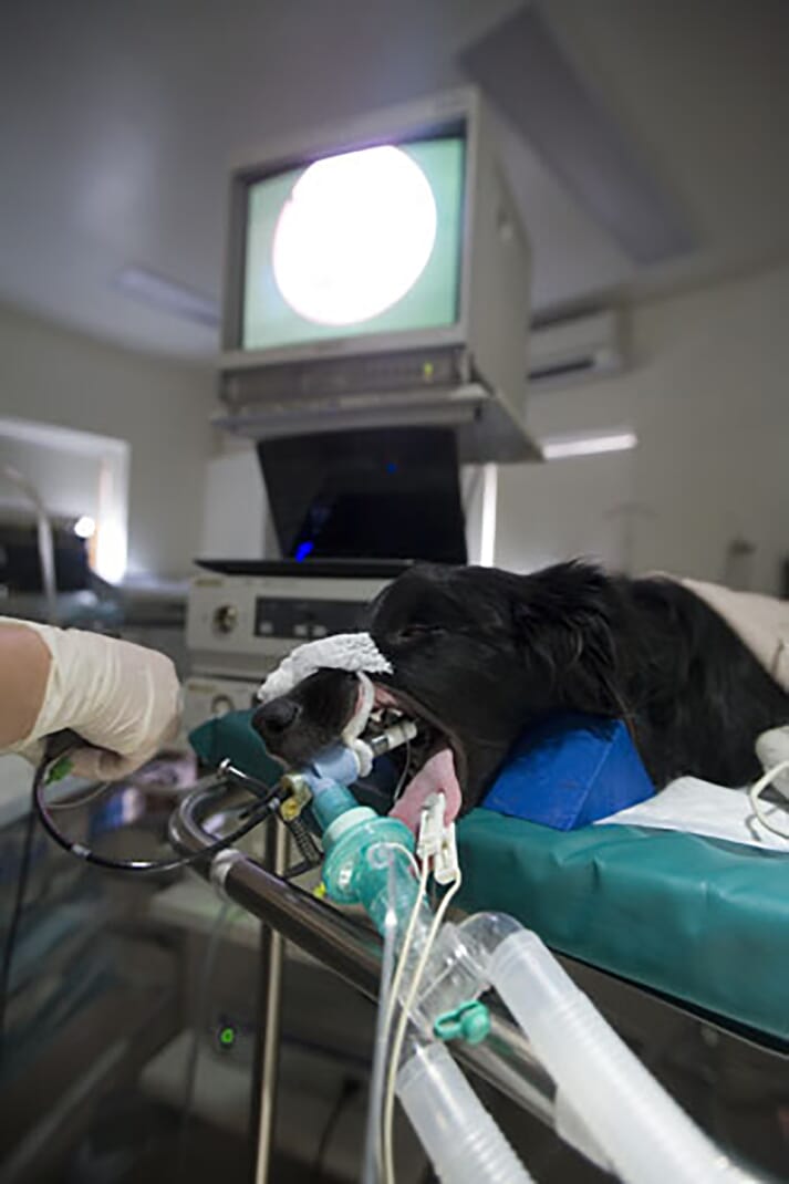 FIGURE 3 Tracheobronchoscopy is the best way to examine the airways and collect material by bronchoalveolar lavage