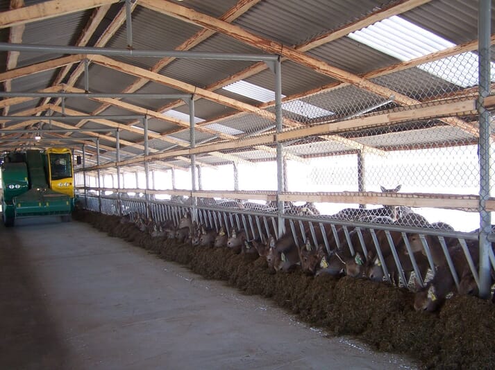 FIGURE 1 Housed red deer readily use diagonal feed barriers to eat silage