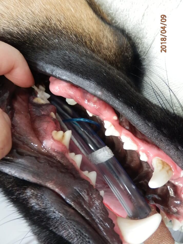 FIGURE 1 Examination revealed a marked gingival enlargement involving the caudal maxilla and mandible on the right-hand side