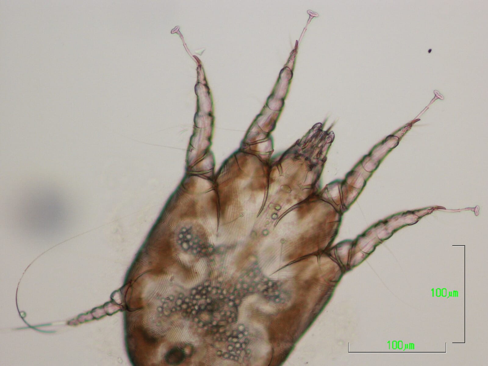 Important Ectoparasites Of Sheep And Cattle | Veterinary Practice