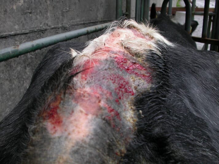 FIGURE 5 Psoroptic mange lesions in cattle can extend from the shoulders to the tail head; there may be severe dermatitis with hair loss and secondary infection leading to bleeding and crusting of the skin