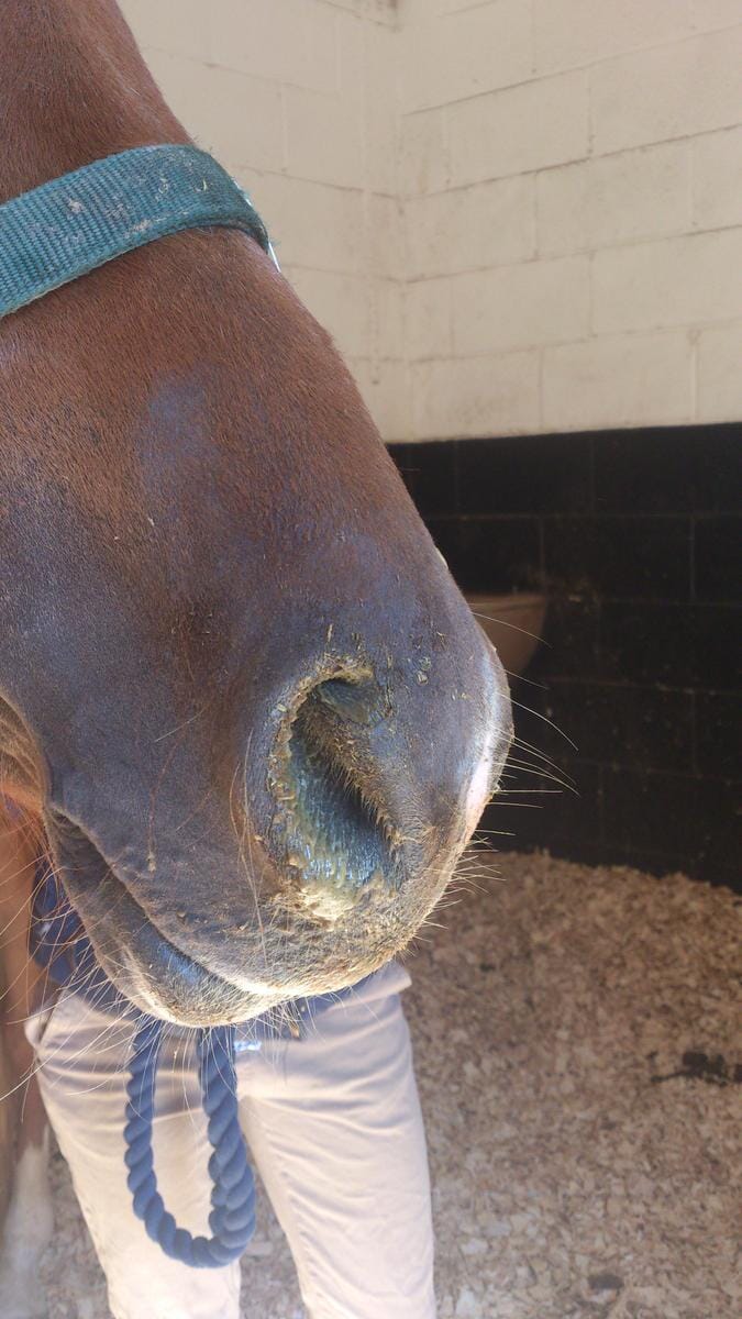 Guttural pouch empyema should be considered in all cases with persistent nasal discharge