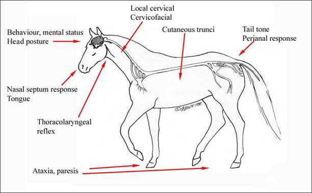 FIGURE 1 Key aspects of an equine neurological examination