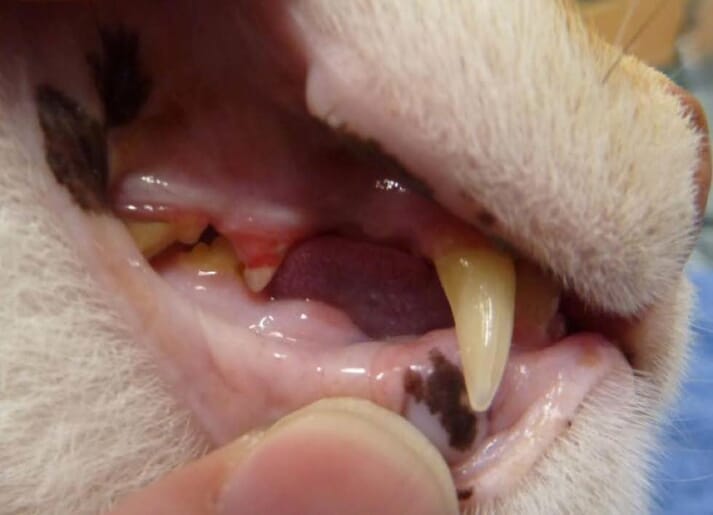 FIGURE 1 Soft tissue of the lower lip needs to be retracted to visualise teeth 307 and 407