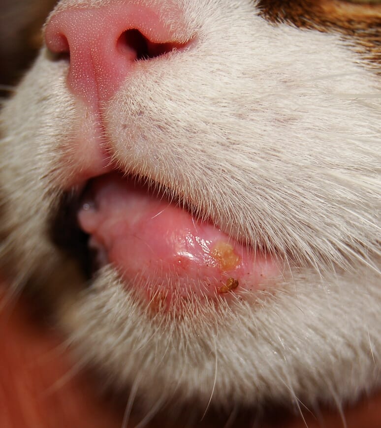 41 Best Photos Eosinophilic Granuloma Cat Eye : Eosinophilic granuloma complex | Feline health, Cats, Feline