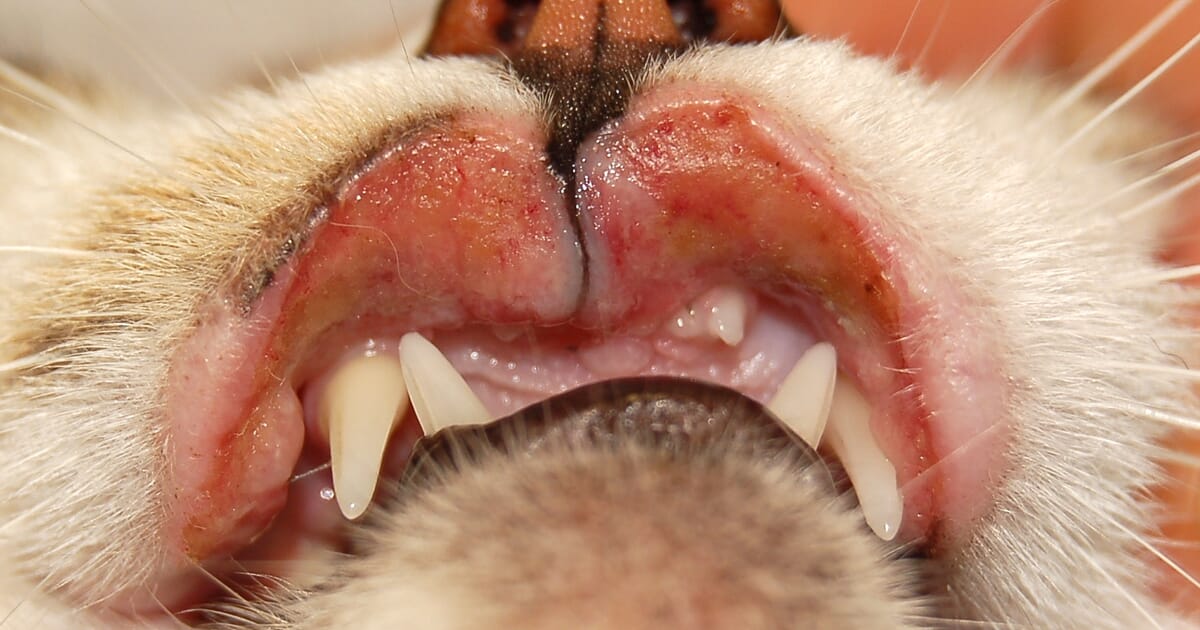 Cat Lip Ulcers