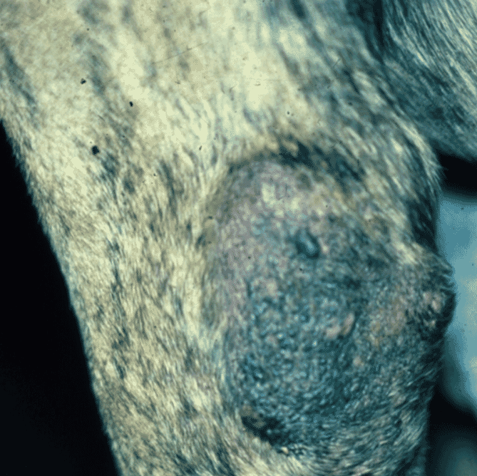 FIGURE 1 Callus pyoderma of the elbow in a two-year-old Great Dane. Although the dog had soft bedding, it chose to spend time lying on a metal fire escape during the day