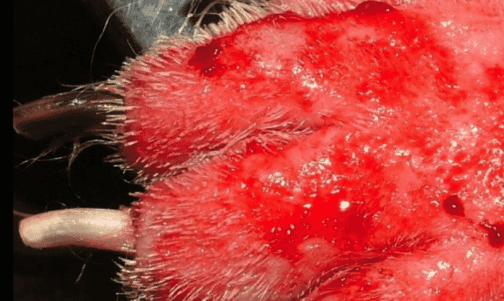 FIGURE 2 Deep pedal pyoderma in a 13-year-old Shih-Tzu dog. There is blood and pus suggesting deep pyoderma. Erythema is suggestive of demodicosis, which was the underlying factor in this case