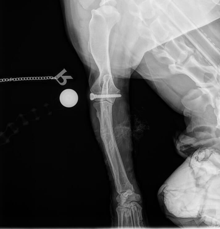 FIGURE (6) A transcondylar screw placed from medial to lateral