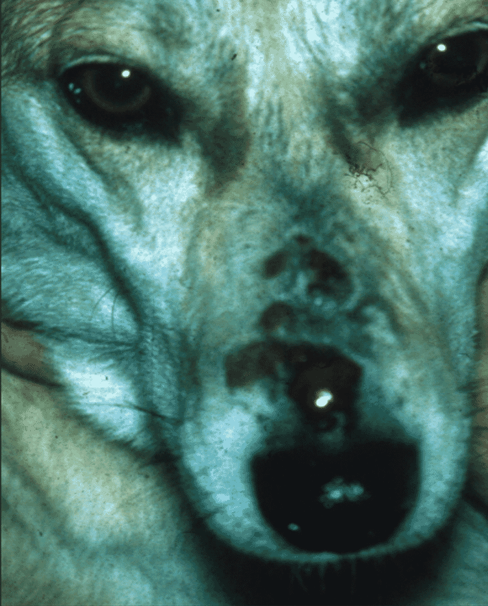 FIGURE 1 Acute nasal lesions in a two-year-old Jack Russell terrier