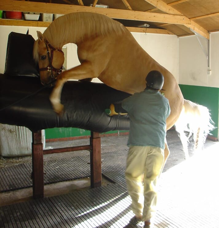 FIGURE 1 Collecting from the stallion using a ‘dummy’ mare (the stallion handler is on the left of the stallion, out of view at the front of the picture)