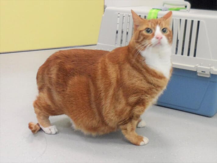 FIGURE 1 A cat with ‘extreme’ obesity (copyright Royal Canin Weight Management Clinic)