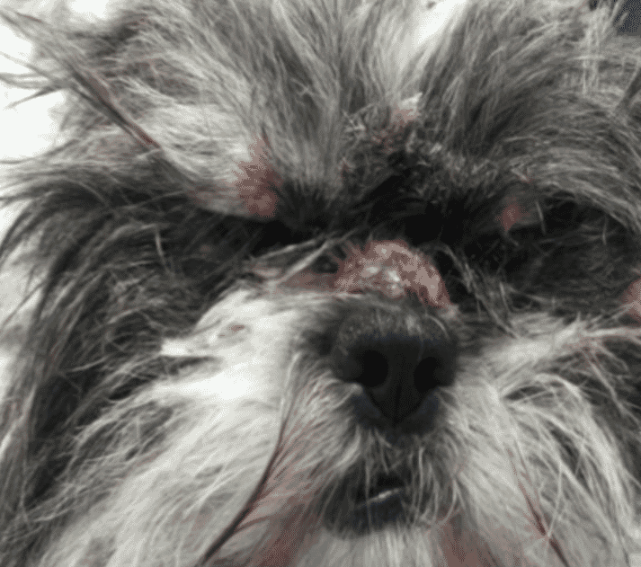 FIGURE 2 Nasal lesions in a young Shih Tzu dog (courtesy of Anita Patel)