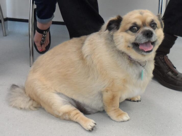 FIGURE 2 A dog with a BCS exceeding the 9/9 descriptor (copyright Royal Canin Weight Management Clinic)