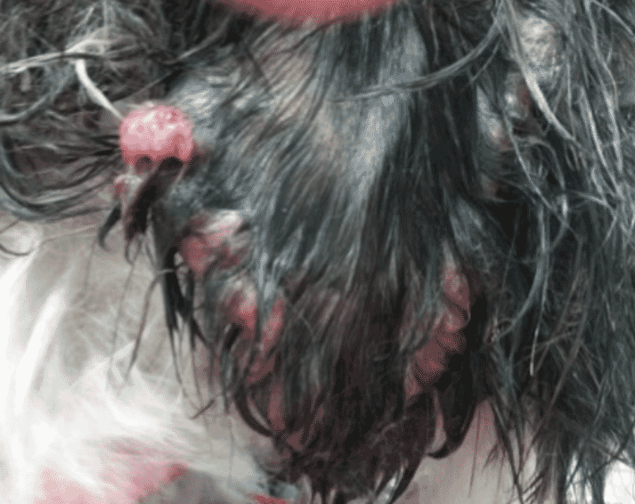 FIGURE 3 Pinnal lesions in the young Shih Tzu (courtesy of Anita Patel)