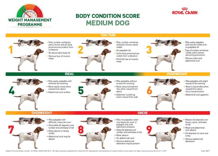 FIGURE 3 Nine-point body condition score chart (copyright Royal Canin)