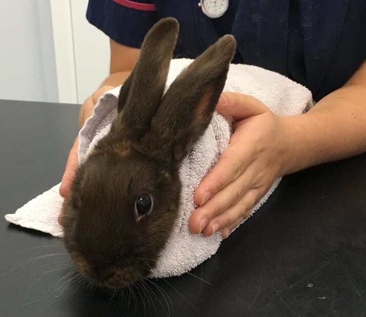 Minimising stress during rabbit examinations