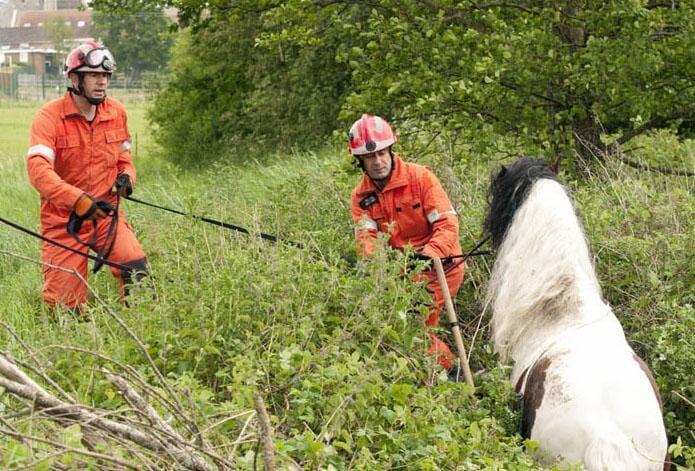 A pony was pulled from the bushes near Hurstpierpoint, Sussex