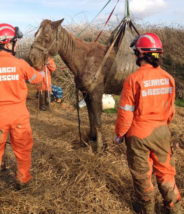A horse almost back to normality after a rather muddy experience