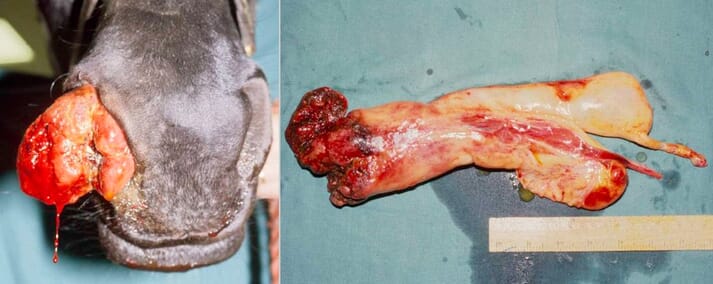 FIGURE (6) This alarming neoplasm developed quickly and certainly gave all the impressions of a serious tumour. It was in fact simply a nasal polyp that was easily removed by simple manual tension. The horse showed no recurrence over 12 years at least