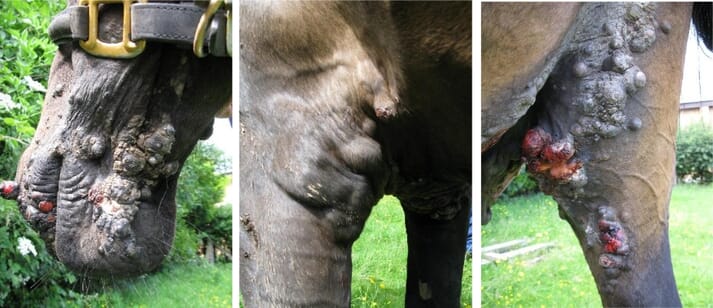 FIGURE (7) This 14-year-old Warmblood gelding developed aggressive malignant sarcoid and the owner was subjected to irrational and ill-informed criticism on welfare grounds. The horse performed well throughout its subsequent life and was apparently unaffected by the condition
