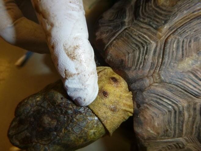 FIGURE (1) A bite wound to the forelimb and back of head from a conspecific would be classified as a mild injury