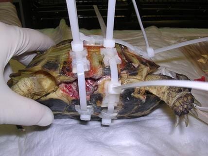 FIGURE (3) A post-road traffic accident tortoise with multiple shell fracture and loss of shell would be considered a severe injury. In this case, tie wrap fastenings have been fixed to healthy areas of shell and tightened to improve alignment of fractures (reducing fluid and heat loss)