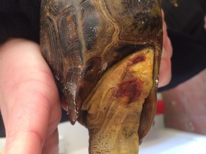 FIGURE (5) Healthy granulation tissue may begin to form post-debridement