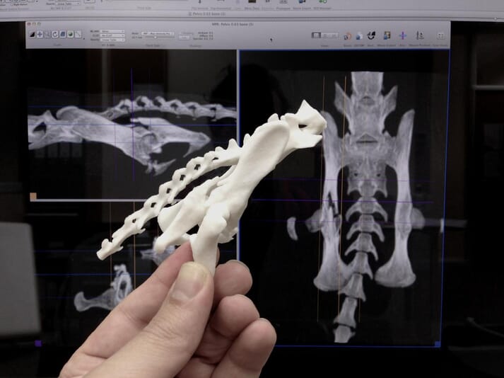 Model of a complex pelvic fracture in a feline patient, with actual multiplanar reconstruction of the CT in the background (images supplied by VetCT: www.vet3d.co.uk)