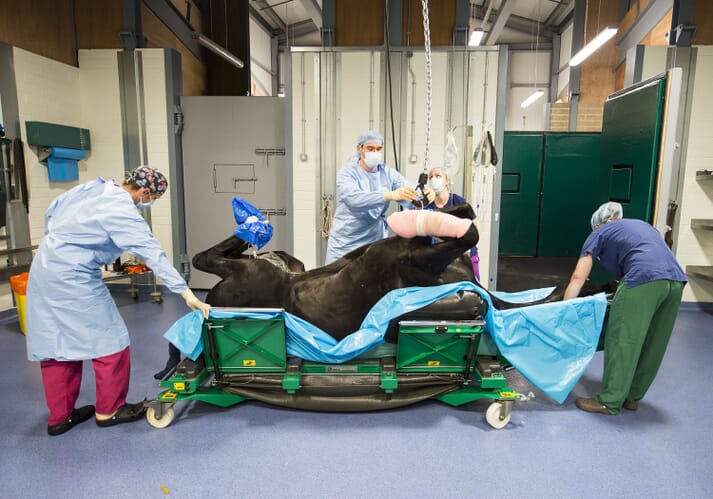 Interns are involved in surgery and often work with Vet Andy Crawford, who was the practice's first intern 16 years ago and is now a partner