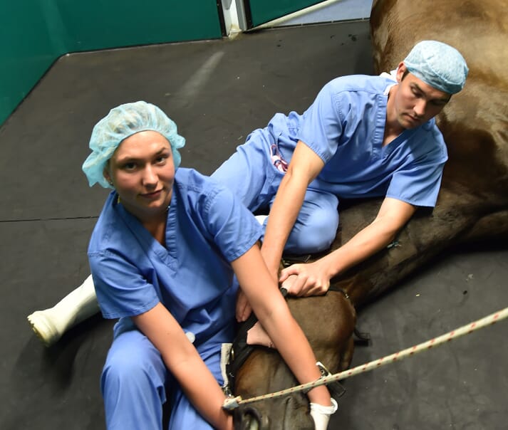 Intern Zoe Hayward was in recovery with vet Chris Baldwin, the surgical registrar responsible for intern training
