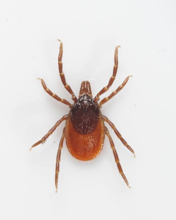 Can You Get Paralysis Ticks In The Uk DOWTA