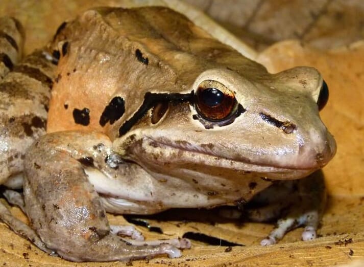 A conservation project is underway to save Montserrat’s mountain chicken frog from extinction
