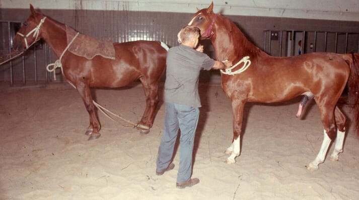 In “natural cover” systems, the stallion is led towards the mare, usually with minimal teasing or interaction allowed